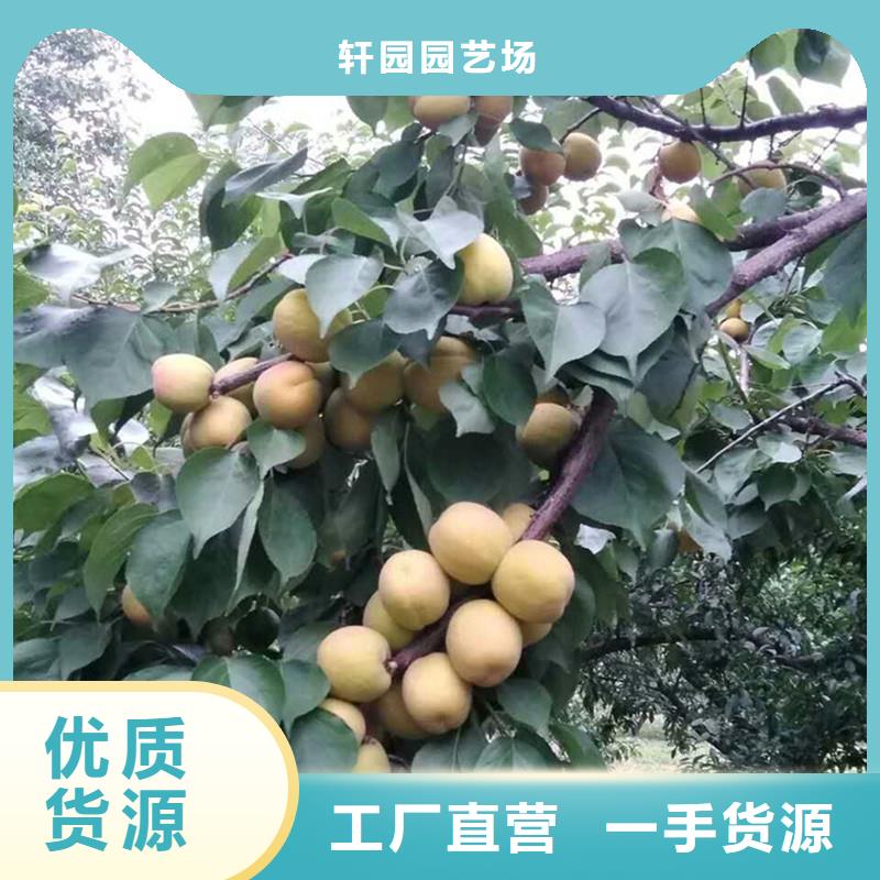 【杏】板栗苗多种规格可选-服务范围包括凉州|民勤|陇南|金昌|天水|白银|嘉峪关等