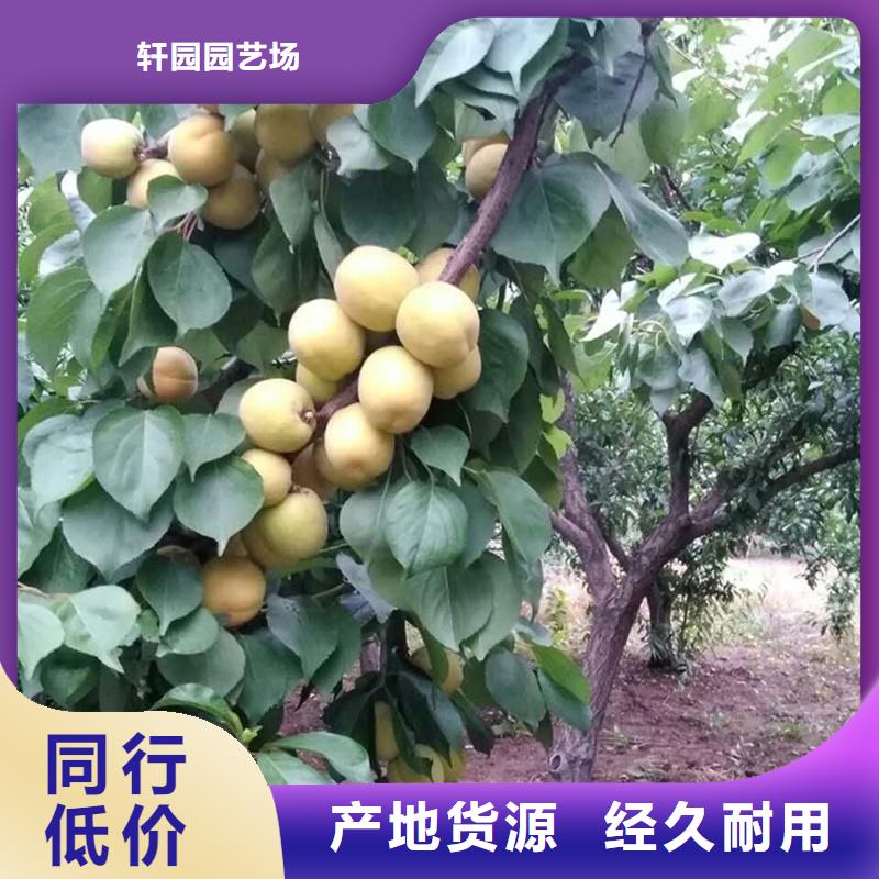 杏,嘎啦蘋果定金鎖價