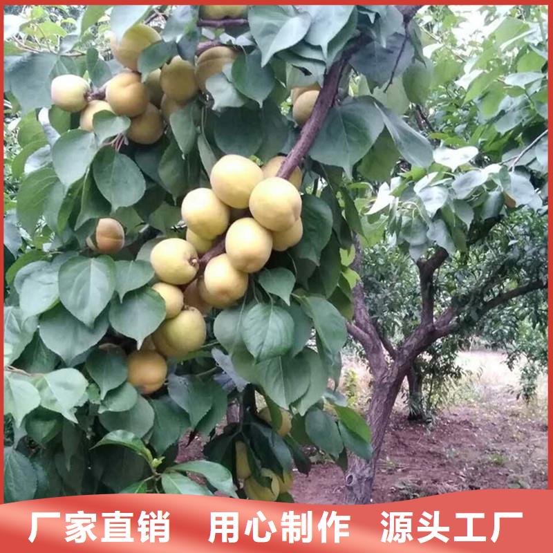 杏无花果苗厂家批发价