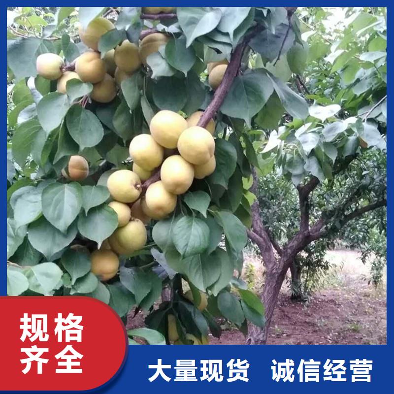 杏石榴樹品質保障價格合理
