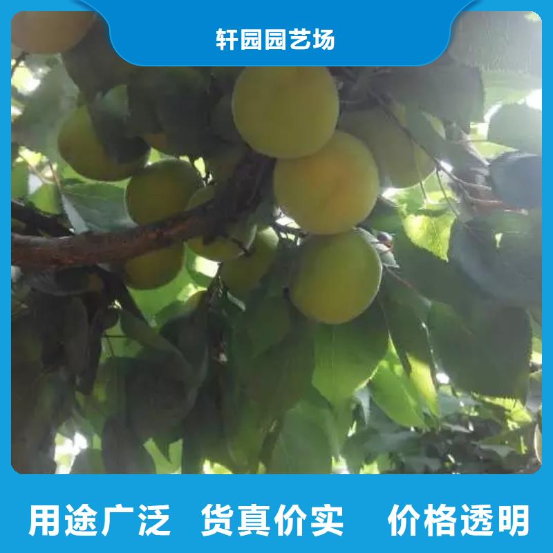 珍珠油杏树苗批发价格