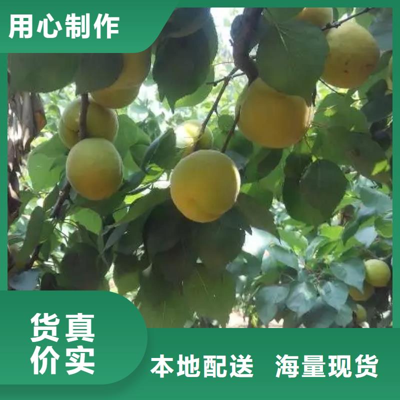 梨树苗视频-梨树苗_湖南省市场覆盖益阳|湘潭|怀化|湘西|郴州|邵阳|长沙等