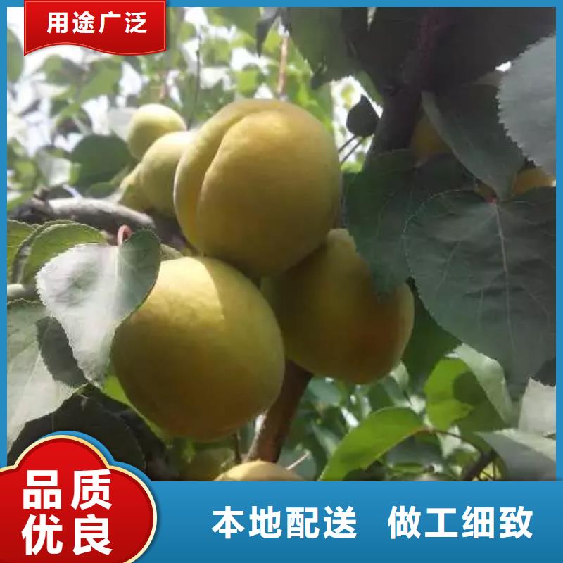 梨树苗-视频-湖南省轩园梨树苗可服务区域长沙|湘西|常德|邵阳等
