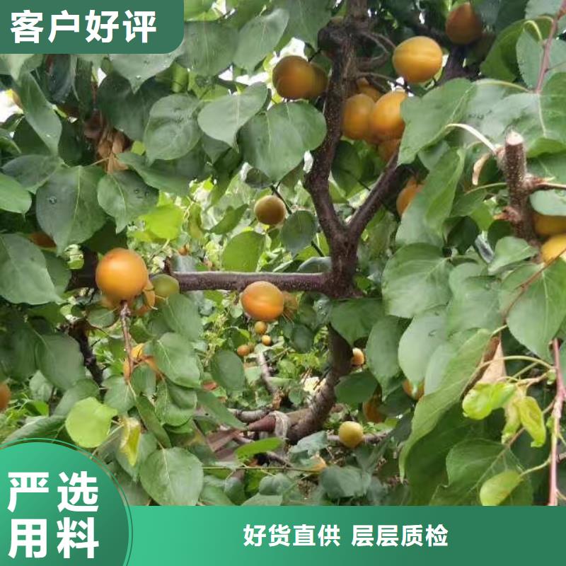 【 杏-杏树苗有口皆碑】 轩园园艺场(阜新市分公司)
