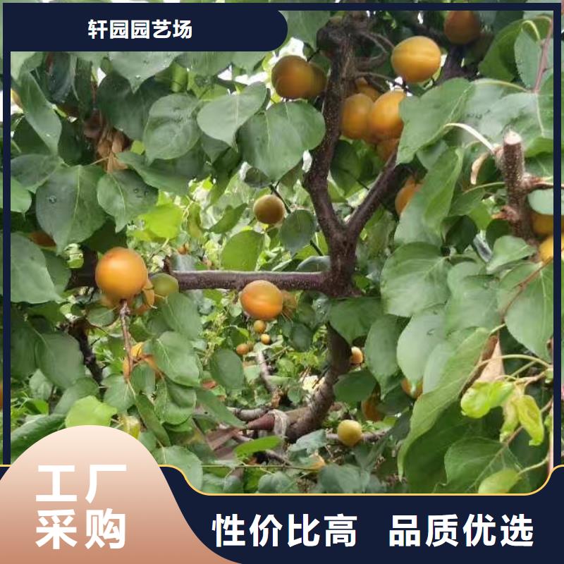 杏樱桃苗品类齐全
