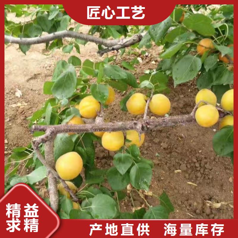 杏_苹果苗真材实料诚信经营