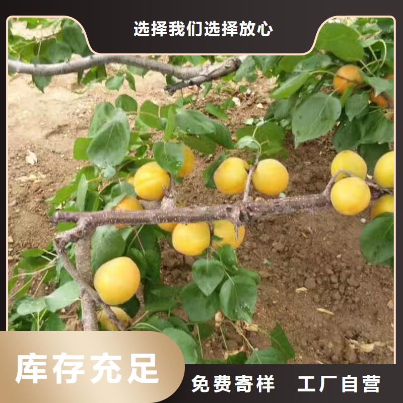 杏无花果苗工艺层层把关