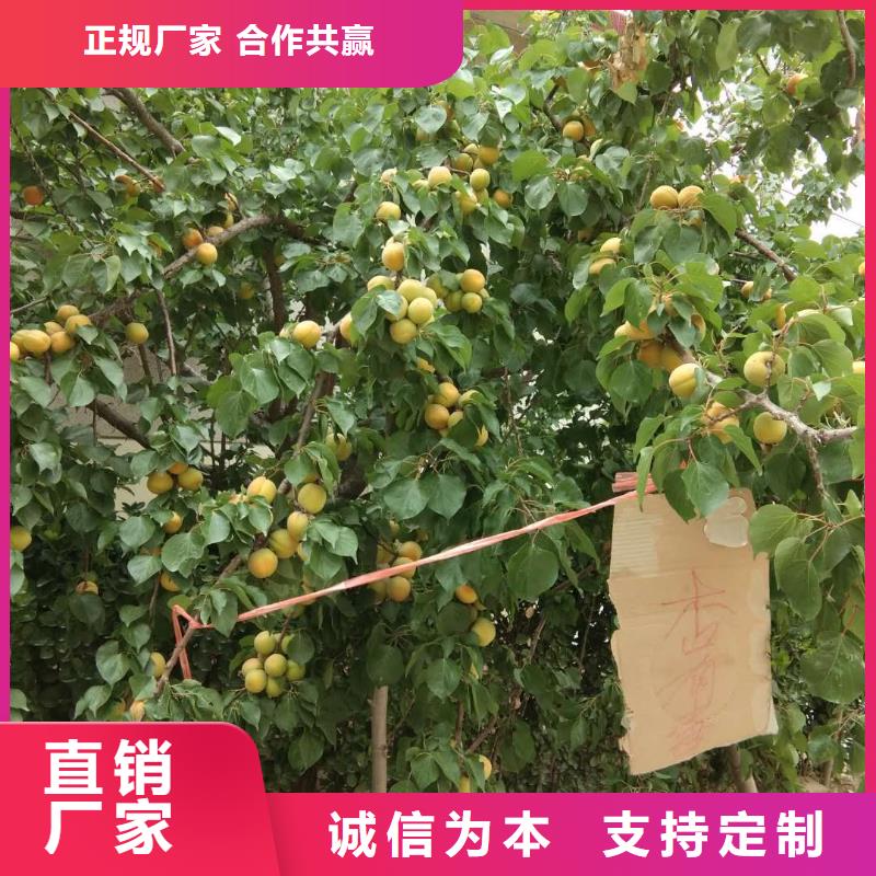 【 杏-杏树苗有口皆碑】 轩园园艺场(阜新市分公司)