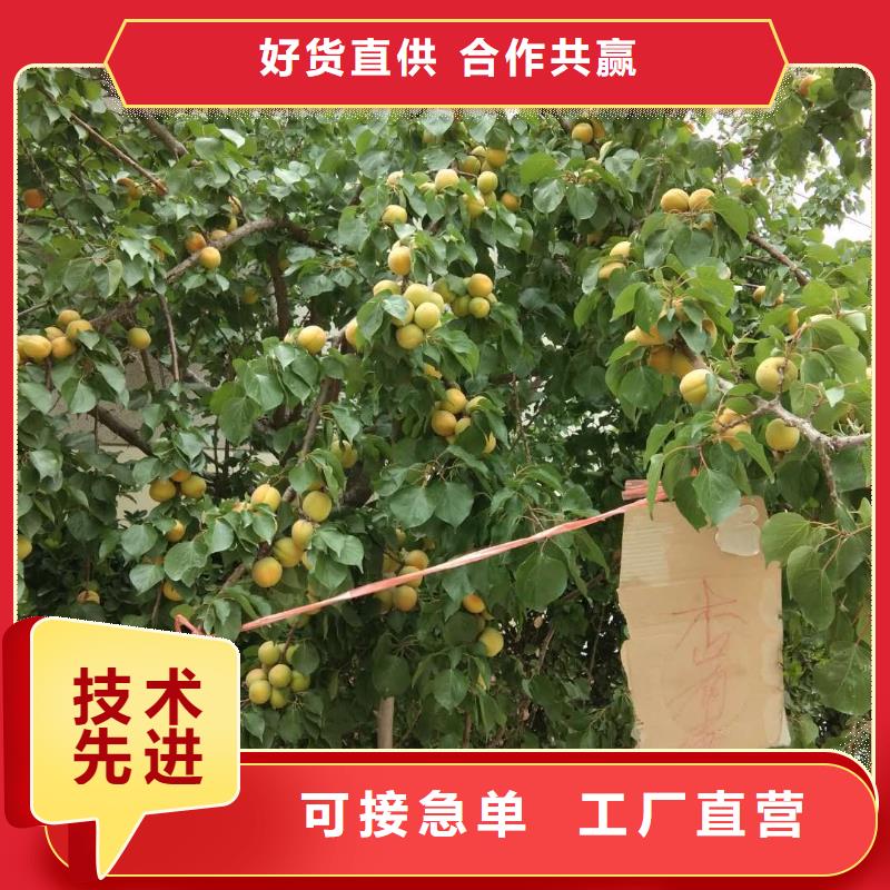 【杏】板栗苗多种规格可选-服务范围包括凉州|民勤|陇南|金昌|天水|白银|嘉峪关等