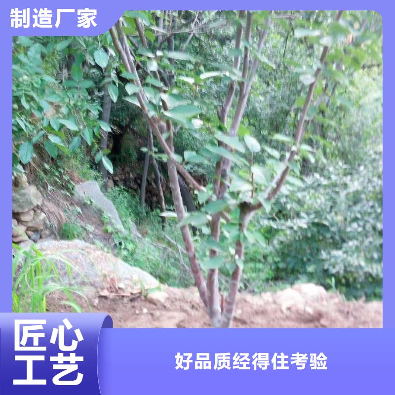 杏 【梨树苗】专业设计