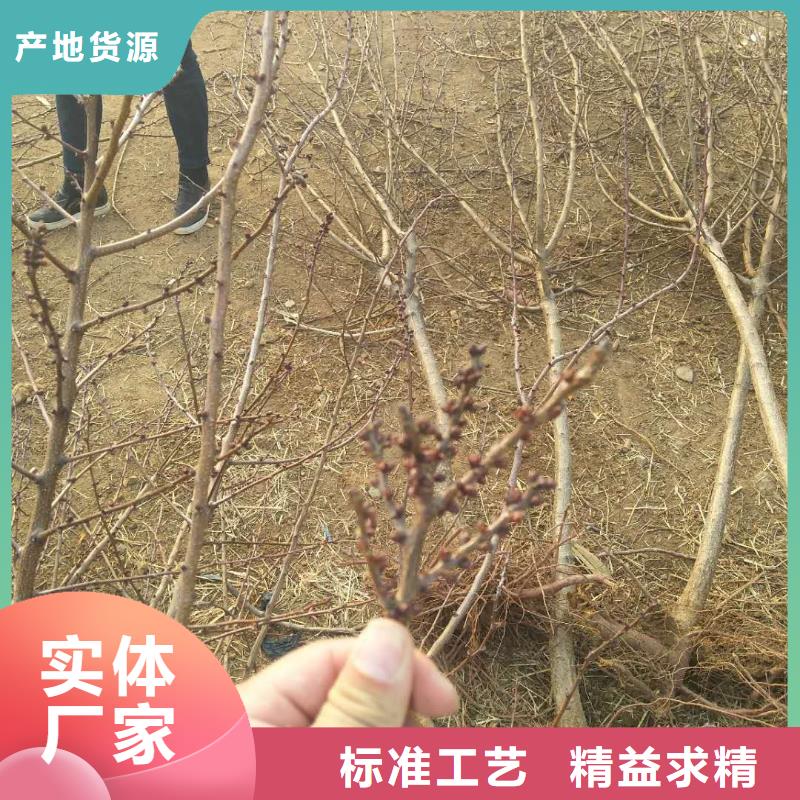 [北京]订购轩园杏_梨树苗优质工艺