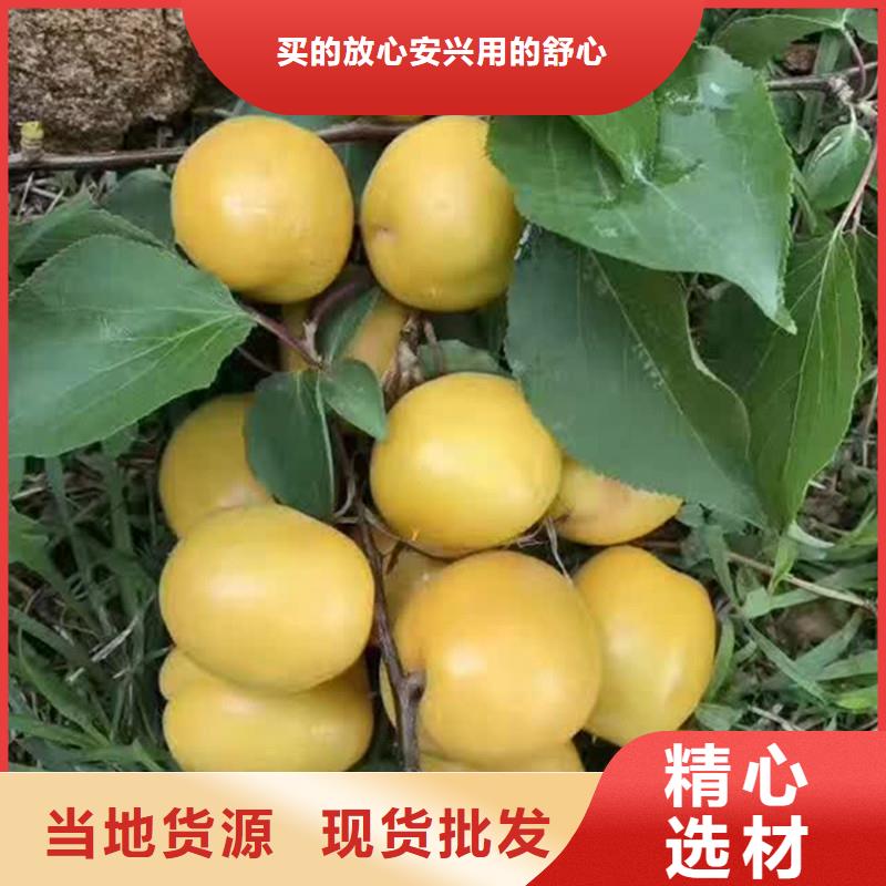 [北京]订购轩园杏_梨树苗优质工艺