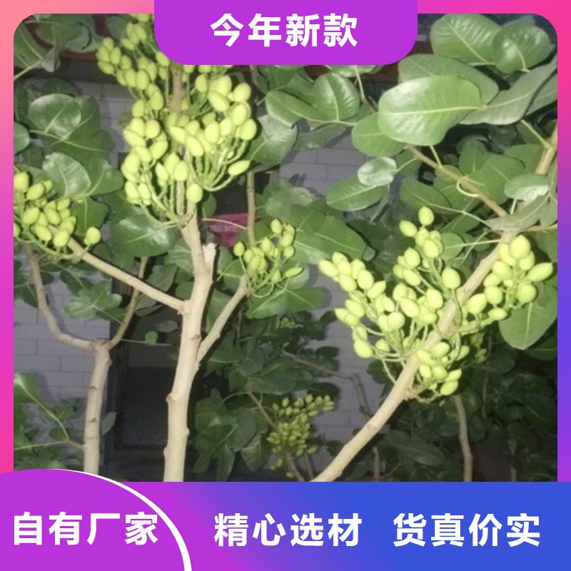 开心果_石榴苗大品牌值得信赖