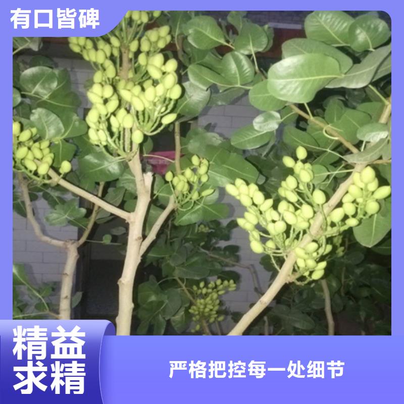 轩园梨树苗【开心果】_桃树苗批发货源企业旺旺