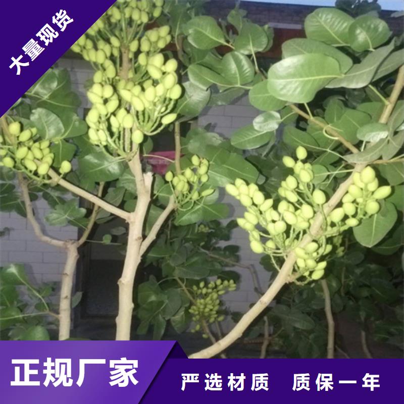 开心果-奶油草莓诚信经营