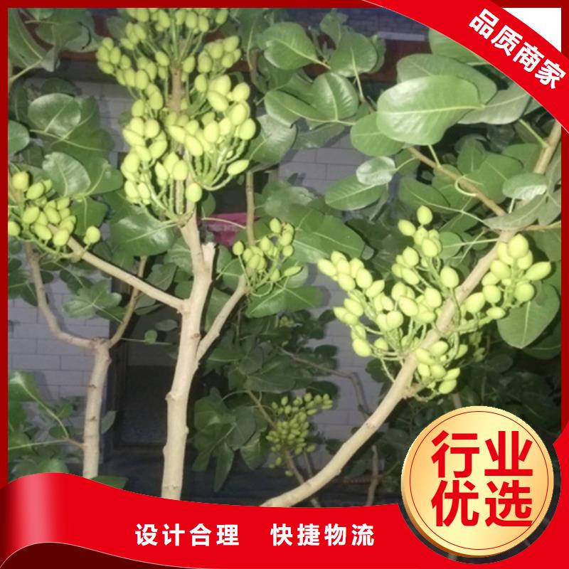开心果-樱桃苗质量无忧