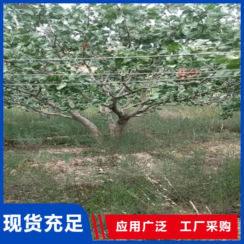 【 开心果,苹果苗货源足质量好】-市场覆盖|黄山|亳州|六安|蚌埠|巢湖|安庆|淮北-企业旺旺