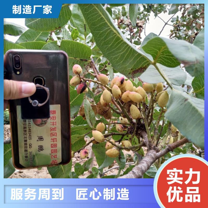 开心果李子苗现货批发