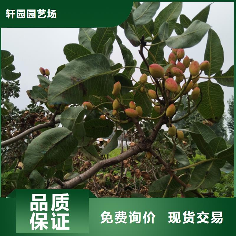 開心果-櫻桃苗質量無憂