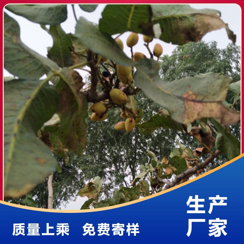 开心果李子苗现货批发