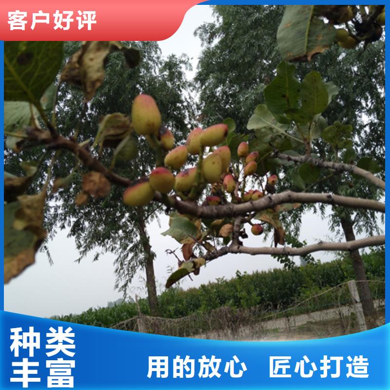 【 开心果,苹果苗货源足质量好】 轩园园艺场(安徽省分公司)