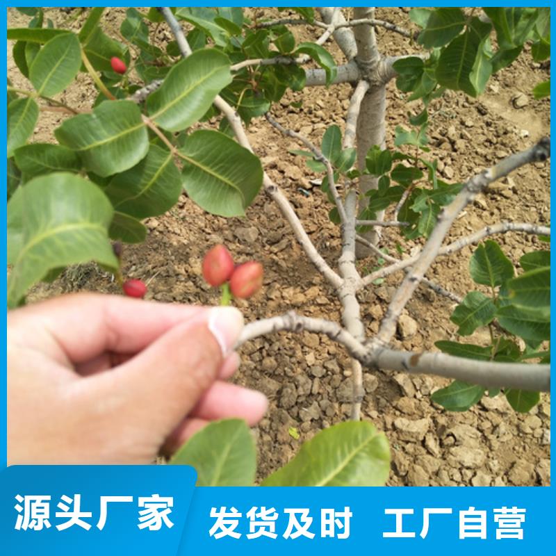 开心果,樱桃苗极速发货