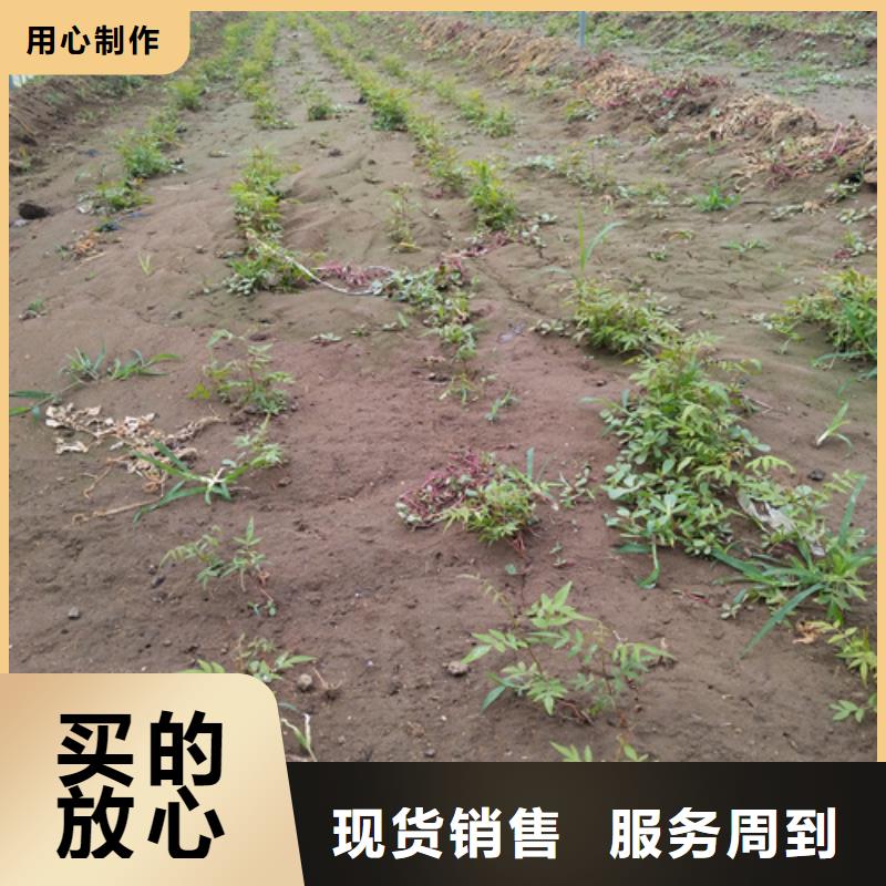梨树苗-视频-铜陵|六安|蚌埠|亳州|马鞍山轩园梨树苗_ 轩园园艺场(安徽省分公司)