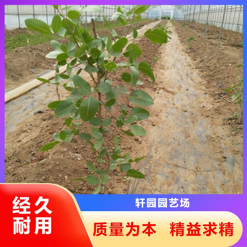 开心果_石榴树订制批发