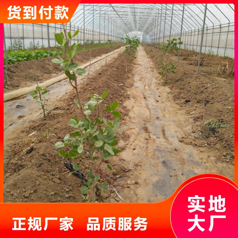 轩园梨树苗【开心果】_桃树苗批发货源企业旺旺