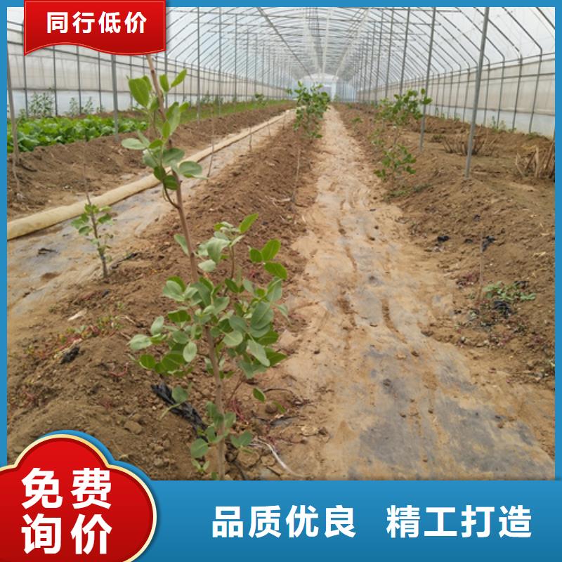 开心果_石榴树订制批发