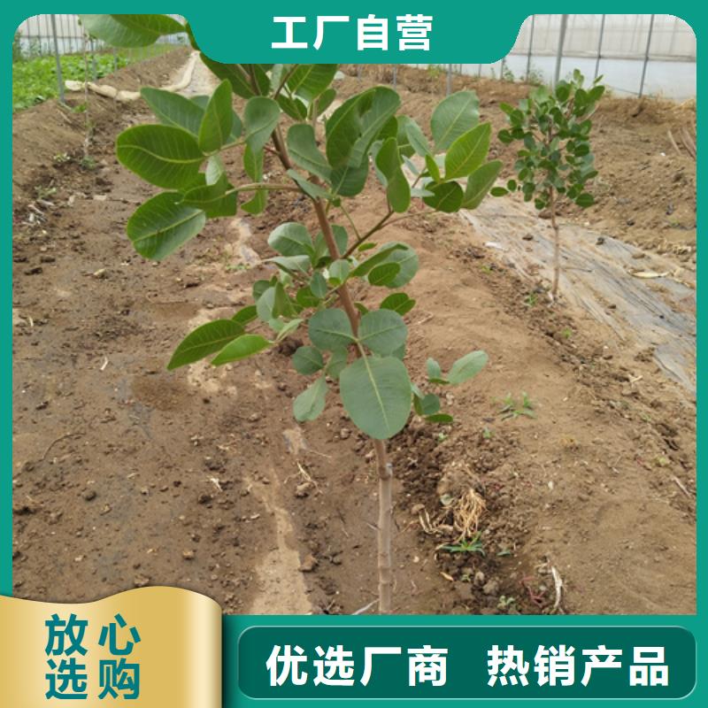 开心果-苹果苗放心选购