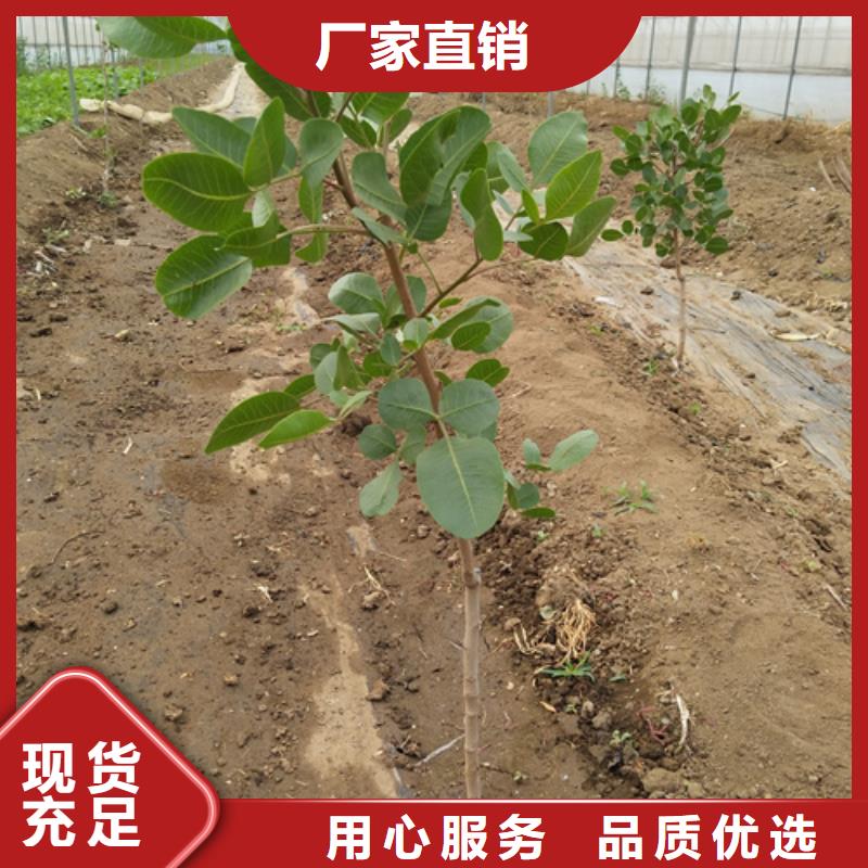 开心果李子苗现货批发