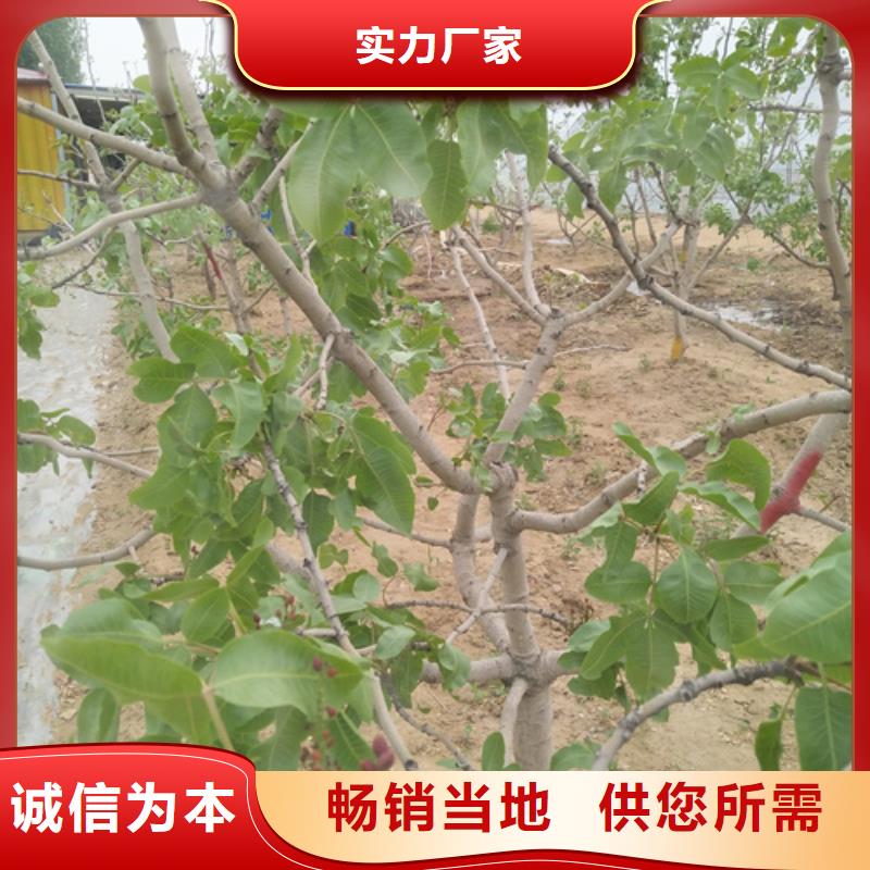 轩园梨树苗【开心果】_桃树苗批发货源企业旺旺