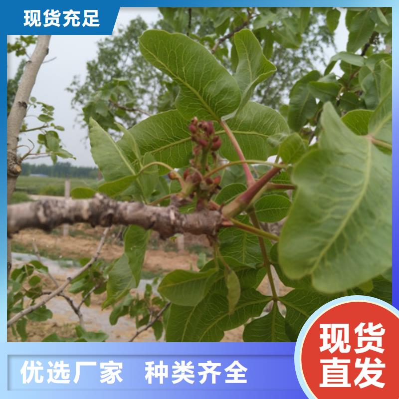 【 开心果,苹果苗货源足质量好】 轩园园艺场(安徽省分公司)