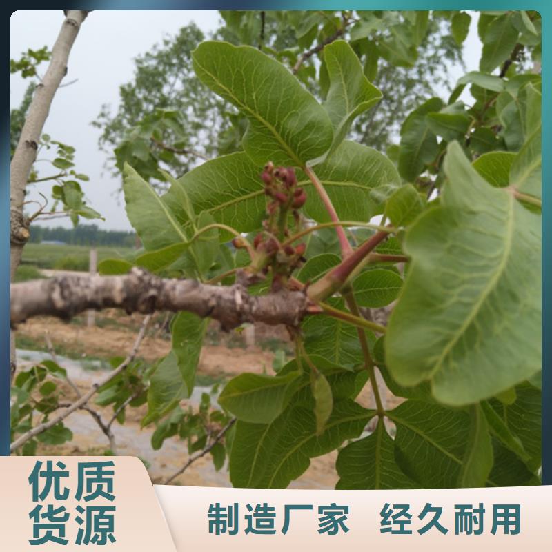 開心果李樹苗有口皆碑