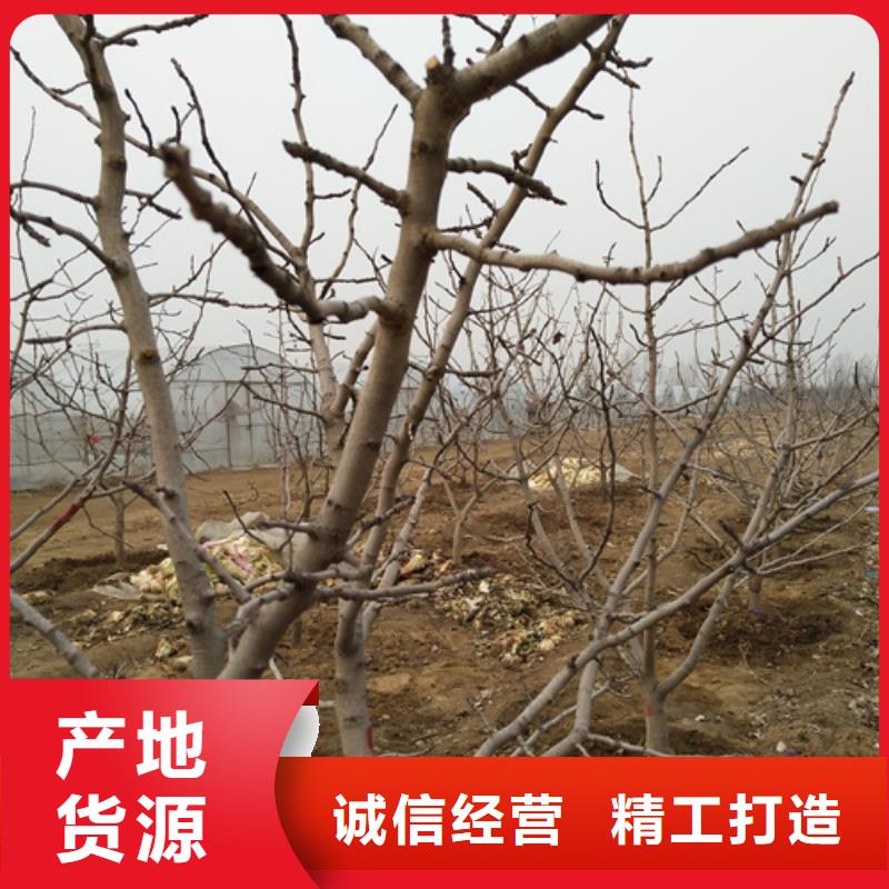 开心果-苹果苗放心选购