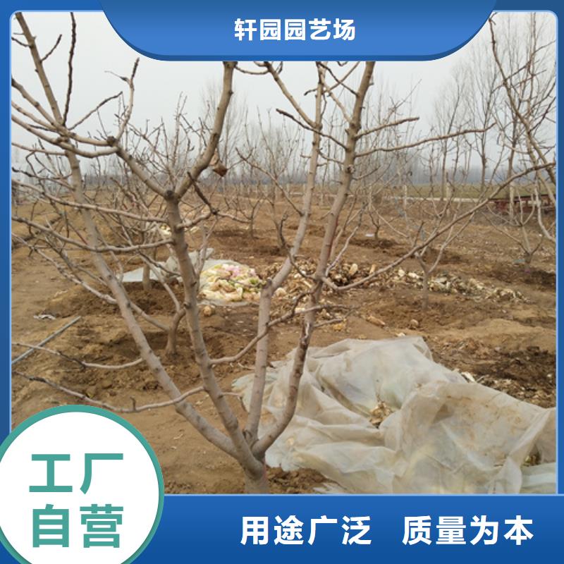 【 开心果,苹果苗货源足质量好】-市场覆盖|黄山|亳州|六安|蚌埠|巢湖|安庆|淮北-企业旺旺