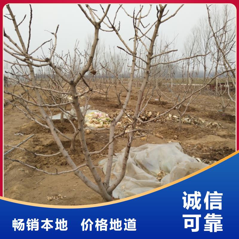 轩园梨树苗【开心果】_桃树苗批发货源企业旺旺