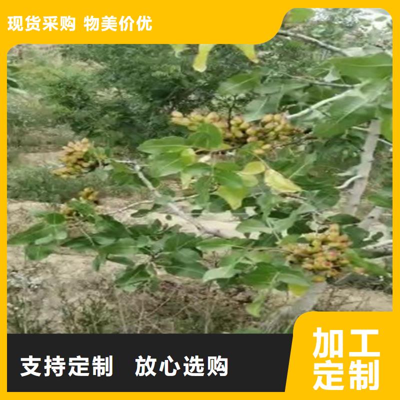 梨树苗-视频-铜陵|六安|蚌埠|亳州|马鞍山轩园梨树苗_ 轩园园艺场(安徽省分公司)