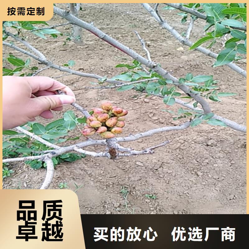轩园梨树苗【开心果】_桃树苗批发货源企业旺旺