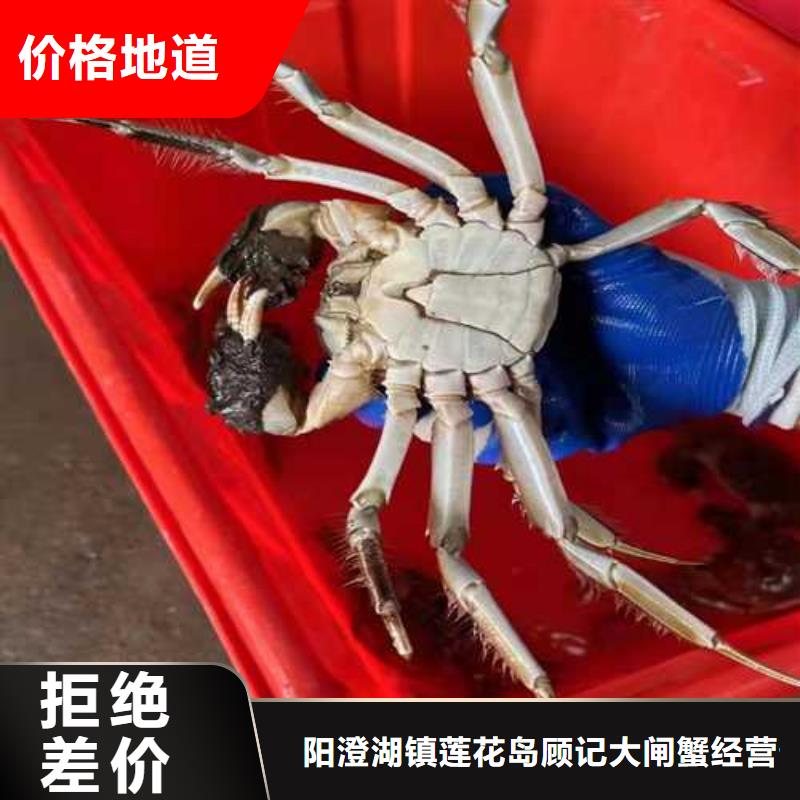 正宗陽澄湖大閘蟹多少一個(gè)