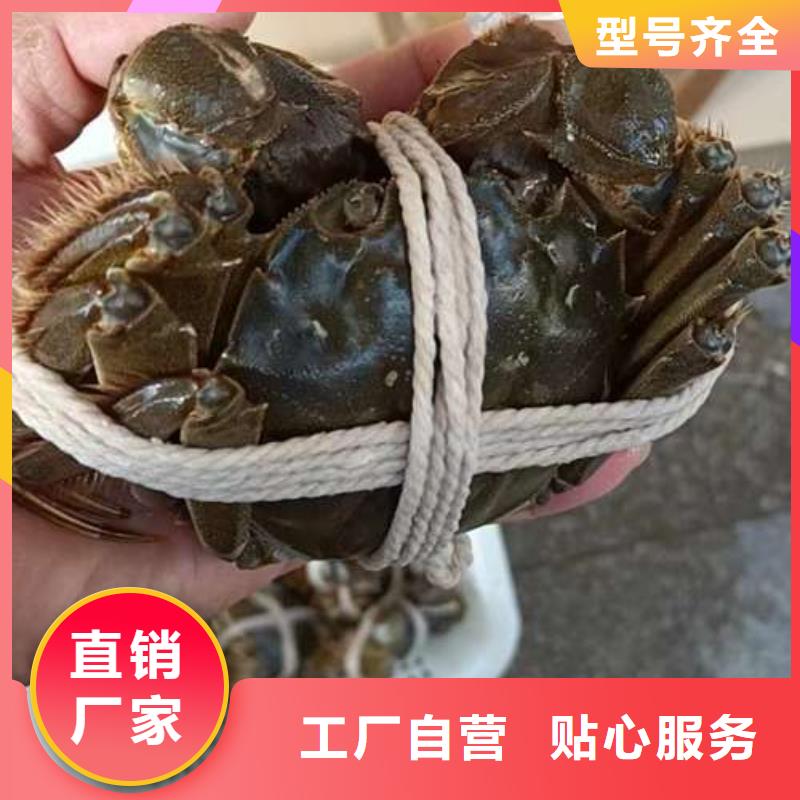 【专注生产N年螃蟹阳澄湖大闸蟹品质有保障】