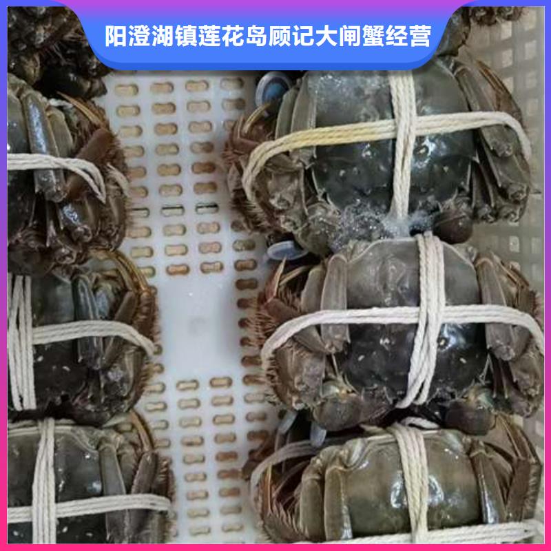 【专注生产N年螃蟹阳澄湖大闸蟹品质有保障】