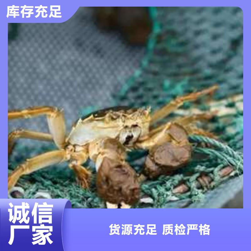 【螃蟹】-阳澄湖大闸蟹订购厂家十分靠谱 阳澄湖镇岛顾记大闸蟹经营部(阜新市分公司)
