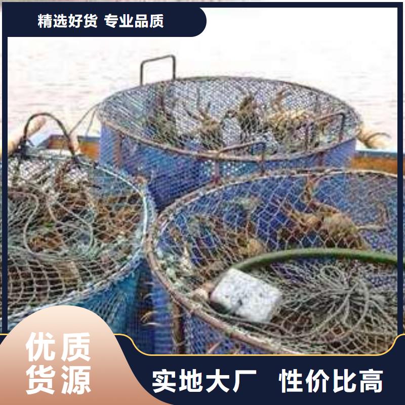阳澄湖大闸蟹网上订购视频-河北省衡水市顾记阳澄湖大闸蟹网上订购可服务区域饶阳|枣强|唐山|石家庄|张家口|沧州等