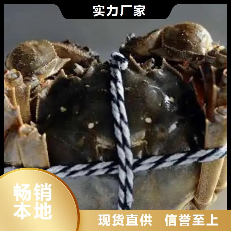 【螃蟹】_阳澄湖大闸蟹订购欢迎来厂考察-服务范围包括陆河|海丰|广州|韶关|佛山|东莞|潮州等
