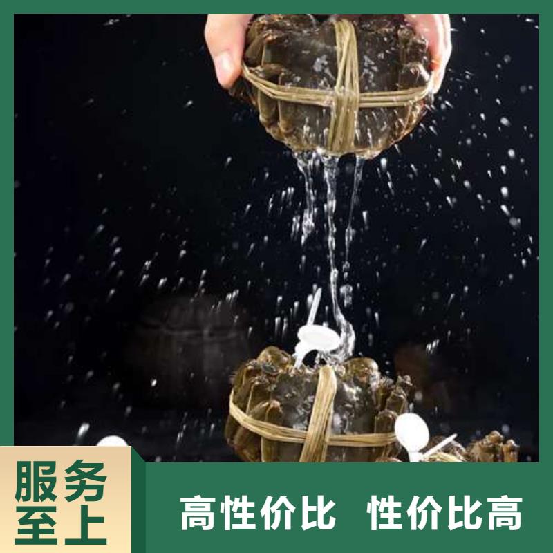 阳澄湖大闸蟹网上订购视频-河北省衡水市顾记阳澄湖大闸蟹网上订购可服务区域饶阳|枣强|唐山|石家庄|张家口|沧州等