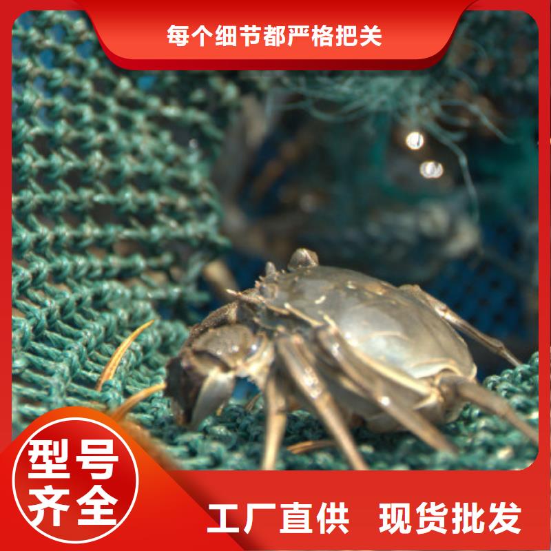 阳澄湖大闸蟹的规格尺寸