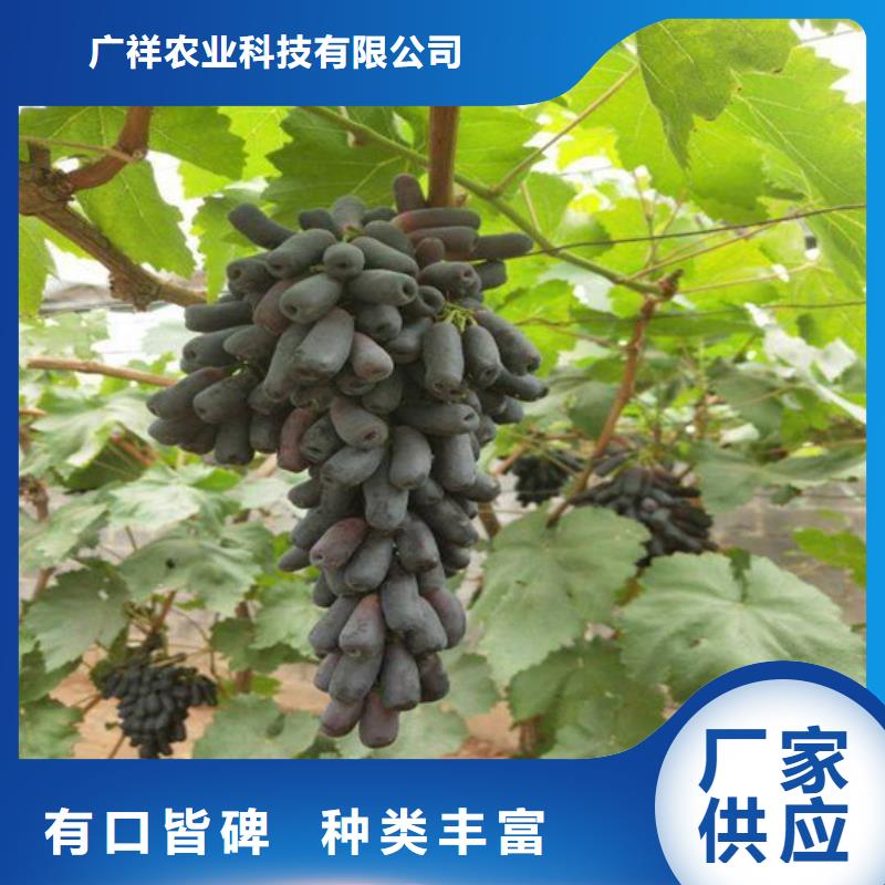 无核白鸡心葡萄苗加工定制