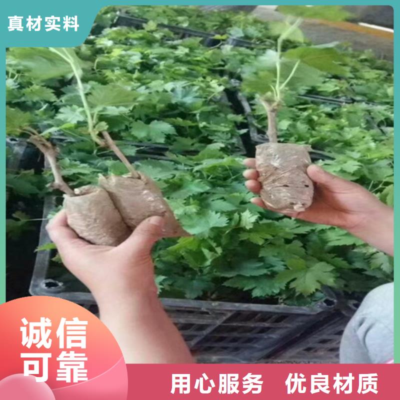 阳光玫瑰葡萄苗库存充足